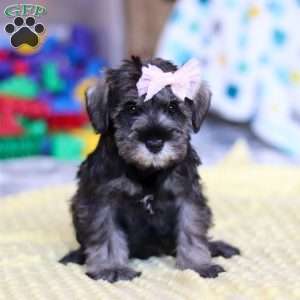 Gemma, Miniature Schnauzer Puppy