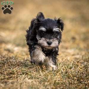 Genny, Miniature Schnauzer Puppy