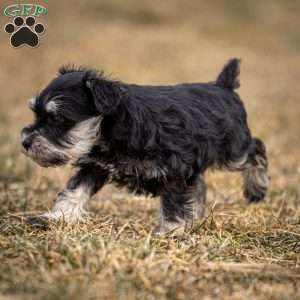 Genny, Miniature Schnauzer Puppy