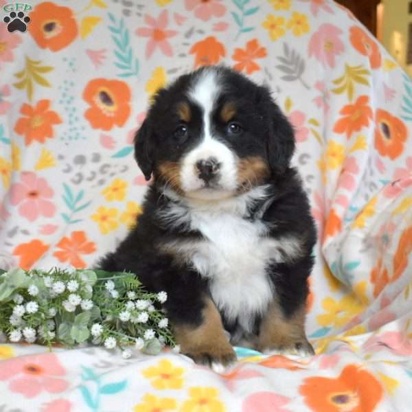 Geo, Bernese Mountain Dog Puppy