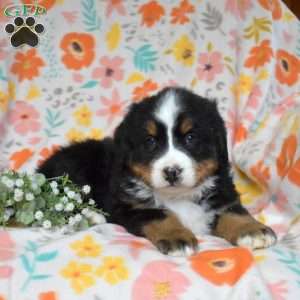 Geo, Bernese Mountain Dog Puppy