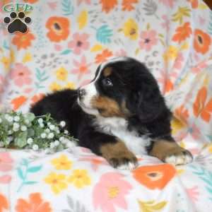 Geo, Bernese Mountain Dog Puppy