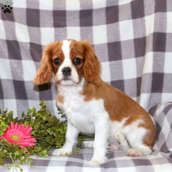 Geoff, Cavalier King Charles Spaniel Puppy