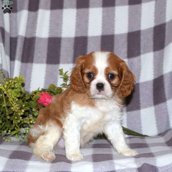 Geoff, Cavalier King Charles Spaniel Puppy