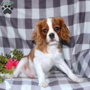 Geoff, Cavalier King Charles Spaniel Puppy