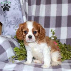 Geoff, Cavalier King Charles Spaniel Puppy