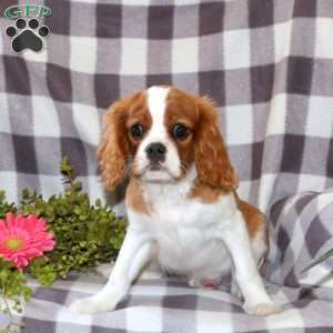 Geoff, Cavalier King Charles Spaniel Puppy