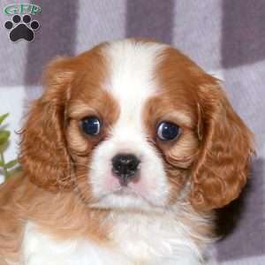 Geoff, Cavalier King Charles Spaniel Puppy