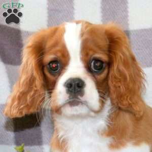 Geoff, Cavalier King Charles Spaniel Puppy