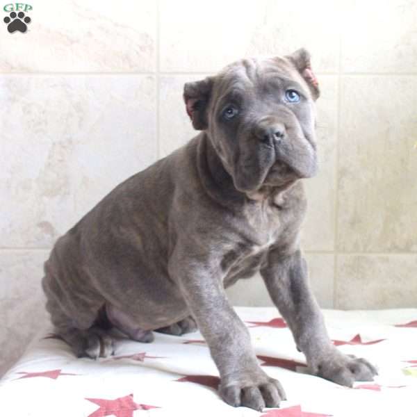 George, Cane Corso Puppy