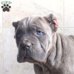 George, Cane Corso Puppy