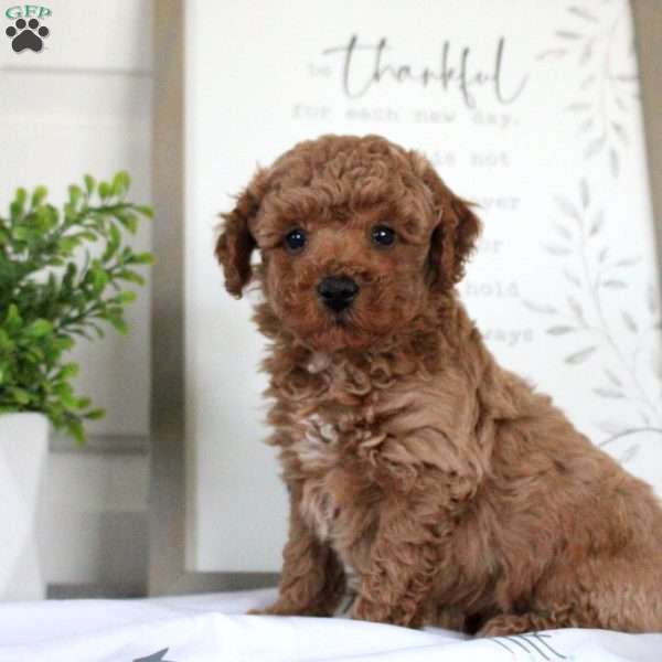 George, Miniature Poodle Puppy