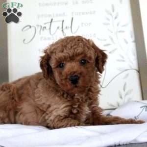 George, Miniature Poodle Puppy