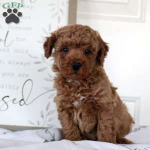 George, Miniature Poodle Puppy