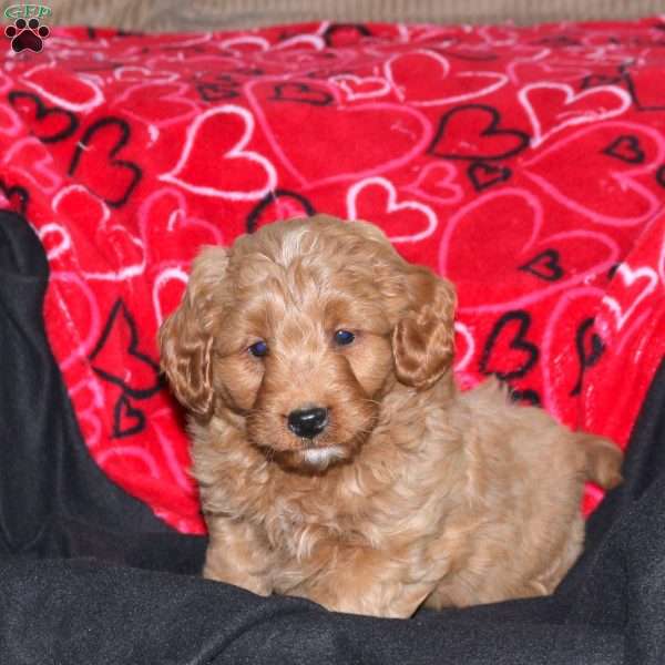 Georgie, Mini Goldendoodle Puppy