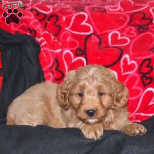 Georgie, Mini Goldendoodle Puppy