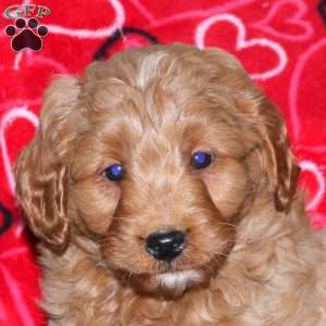 Georgie, Mini Goldendoodle Puppy