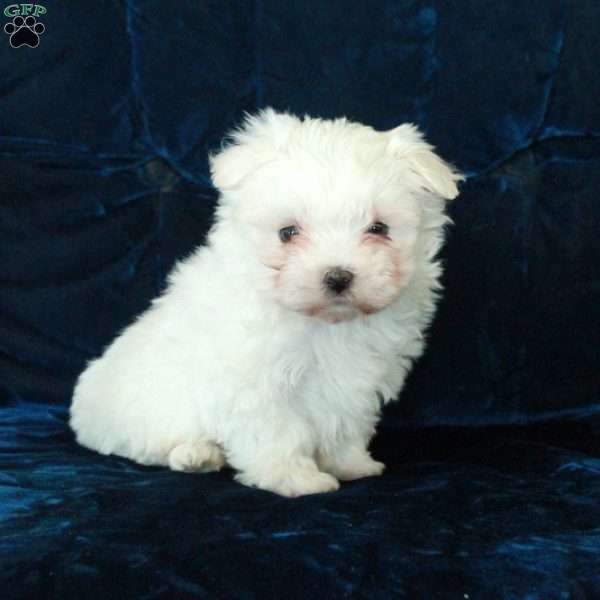 Ghost, Maltese Puppy