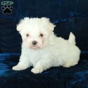 Ghost, Maltese Puppy