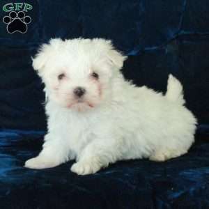 Ghost, Maltese Puppy