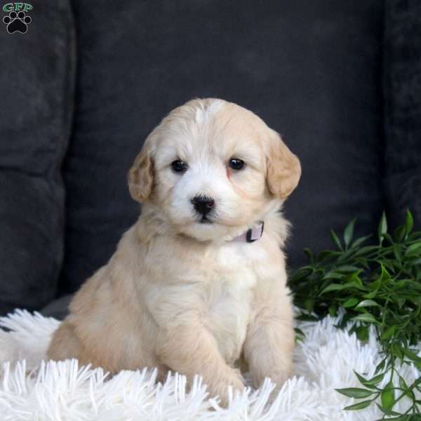 Gia, Mini Goldendoodle Puppy