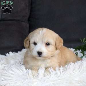 Gia, Mini Goldendoodle Puppy