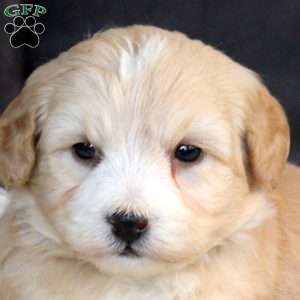 Gia, Mini Goldendoodle Puppy