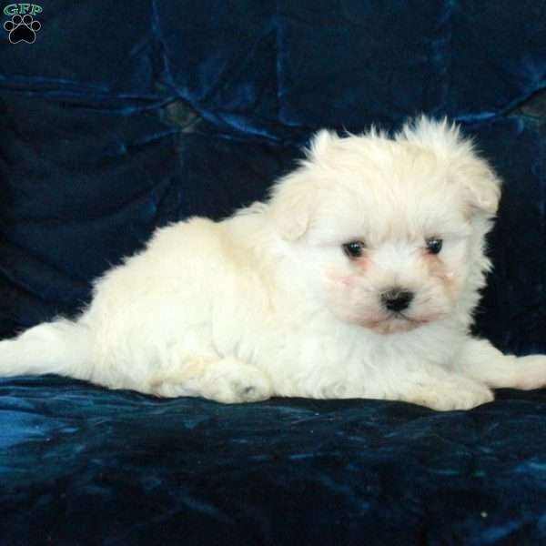 Gibby, Maltese Puppy