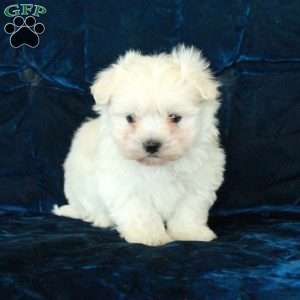 Gibby, Maltese Puppy