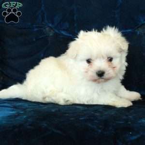 Gibby, Maltese Puppy