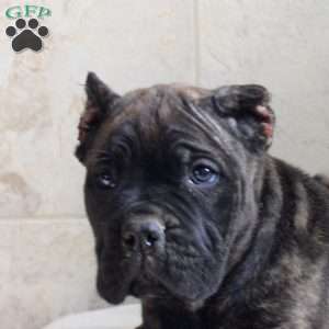 Gigi, Cane Corso Puppy