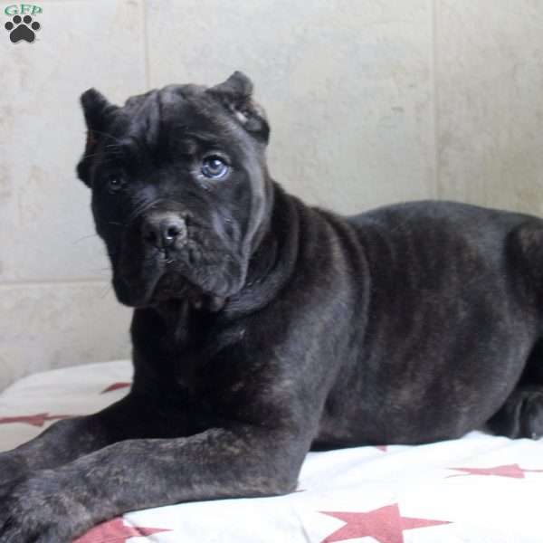 Gina, Cane Corso Puppy