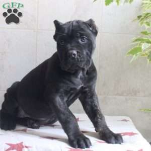 Gina, Cane Corso Puppy