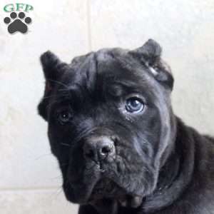 Gina, Cane Corso Puppy