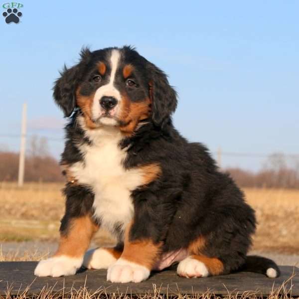 Ginger Ale, Bernese Mountain Dog Puppy