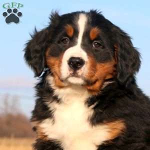 Ginger Ale, Bernese Mountain Dog Puppy