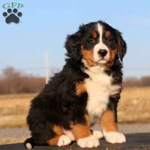 Ginger Ale, Bernese Mountain Dog Puppy