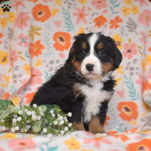 Ginger, Bernese Mountain Dog Puppy