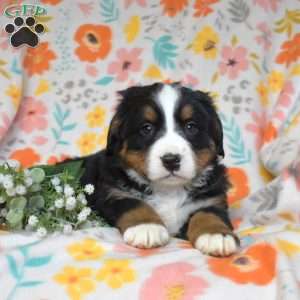 Ginger, Bernese Mountain Dog Puppy