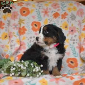 Ginger, Bernese Mountain Dog Puppy