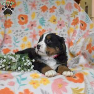 Ginger, Bernese Mountain Dog Puppy