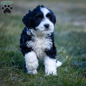 Glacier, Mini Bernedoodle Puppy