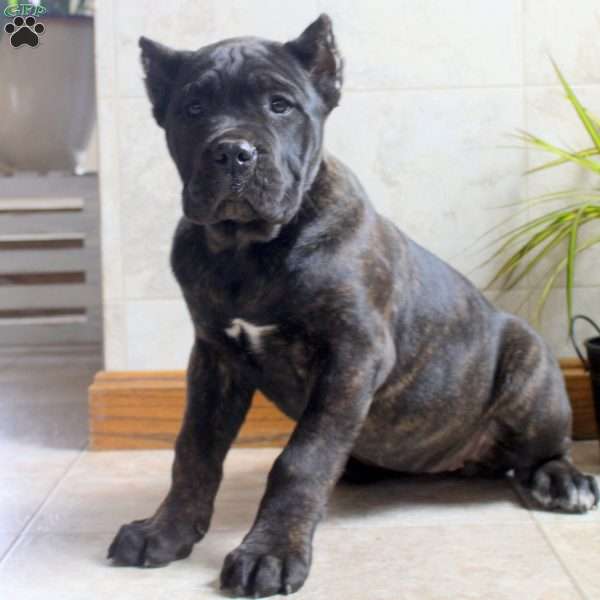 Gloria, Cane Corso Puppy