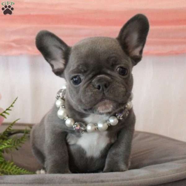 Glory Belle, French Bulldog Puppy