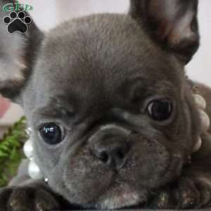 Glory Belle, French Bulldog Puppy