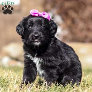 Godiva, Mini Goldendoodle Puppy