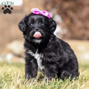 Godiva, Mini Goldendoodle Puppy