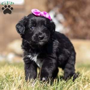 Godiva, Mini Goldendoodle Puppy