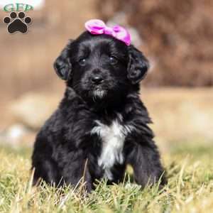 Godiva, Mini Goldendoodle Puppy