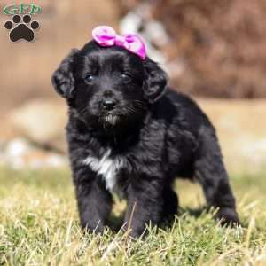 Godiva, Mini Goldendoodle Puppy